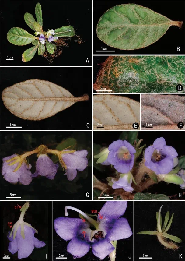 The newest published taxa and newest record of Gesneriaceae from China before 31 December 2020 (31)