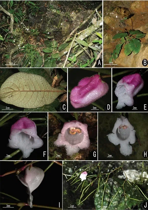 The newest published taxa and newest record of Gesneriaceae from China before 31 December 2020 (31)