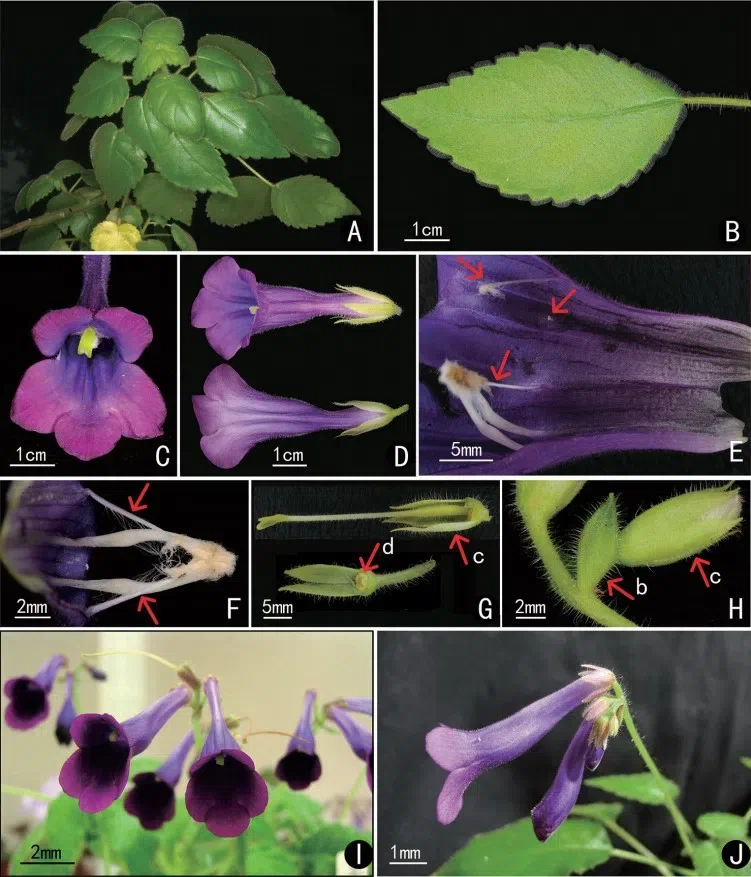 The newest published taxa and newest record of Gesneriaceae from China before 31 December 2020 (30)