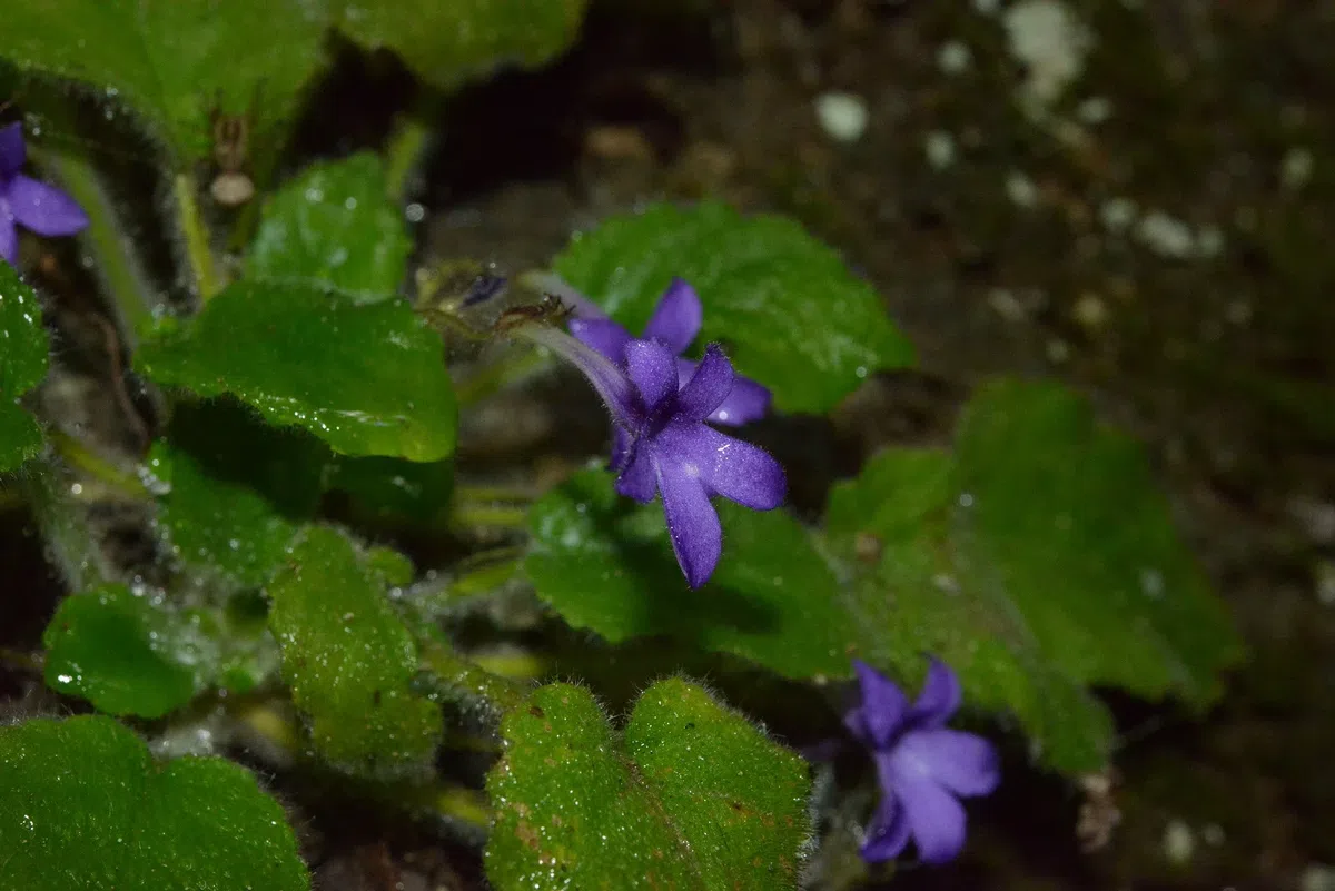 The newest published taxa and newest record of Gesneriaceae from China before 31 December 2020 (29)