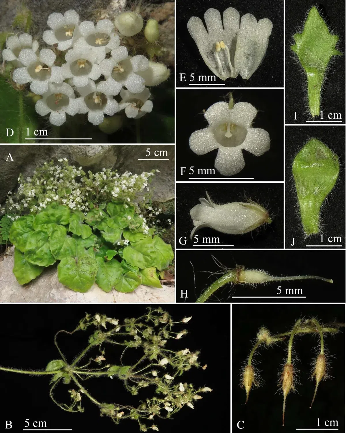 2020年度发表的苦苣苔科植物新种、新分类群和分布新记录（1）