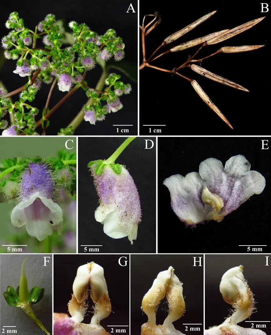 The newest published taxa and newest record of Gesneriaceae from China before 31 December 2020 (2)