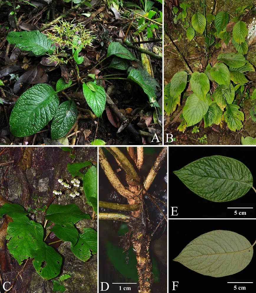 2020年度发表的苦苣苔科植物新种、新分类群和分布新记录（2）