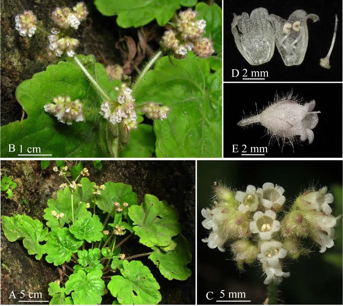 The newest published taxa and newest record of Gesneriaceae from China before 31 December 2020 (1)