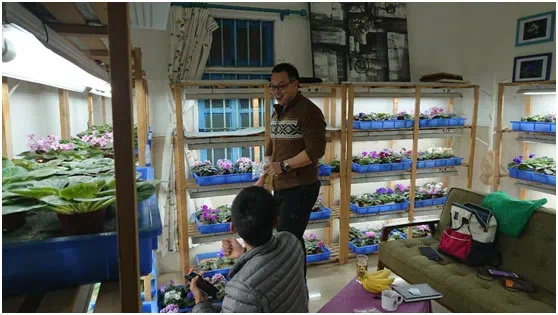 GCCC visited the Mini Indoor Garden of Saintpaulia in Dongguan city, Guangdong, and met its Owner, Mr. Jian-An Zhang