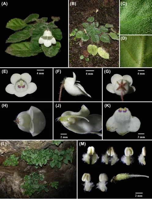 2018年度发表的苦苣苔科植物新种、新分类群和分布新记录（8）