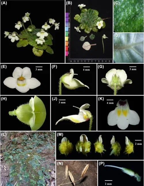 2018年度发表的苦苣苔科植物新种、新分类群和分布新记录（8）