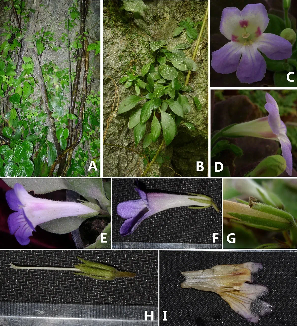 The newest published taxa and newest record of Gesneriaceae from China before 31 December 2018 (11)