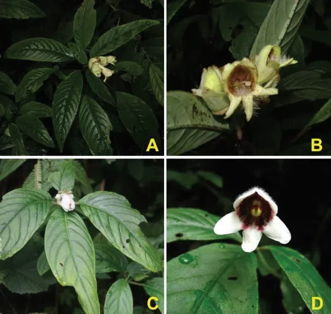 2018年度发表的苦苣苔科植物新种、新分类群和分布新记录（10）