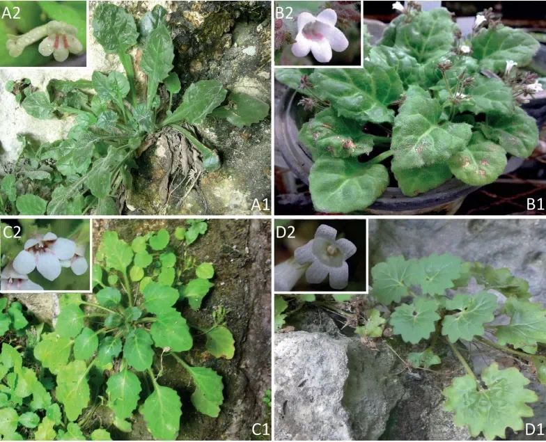 2018年度发表的苦苣苔科植物新种、新分类群和分布新记录（9）