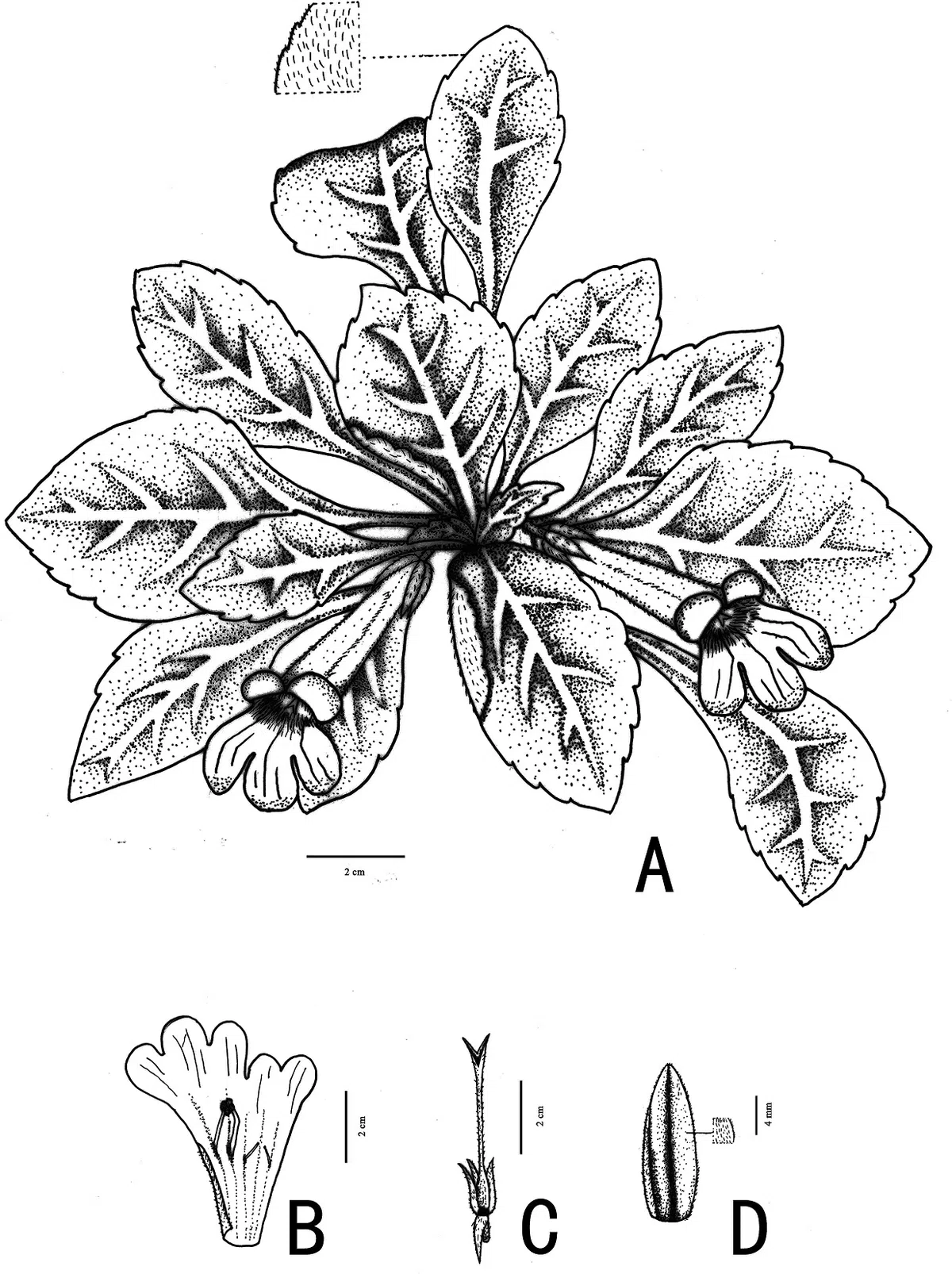 The newest published taxa and newest record of Gesneriaceae from China before 31 December 2018 (11)