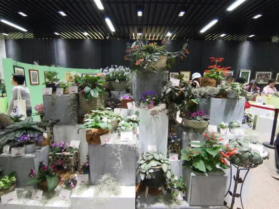 Dr./Prof. Wen Fang was invited to attend the 6th Gsneriad Flower Show (African Violet) in Shanghai Botanical Garden, dubbed “Mysterious Love, Everlasting Garden”, then made a presentation