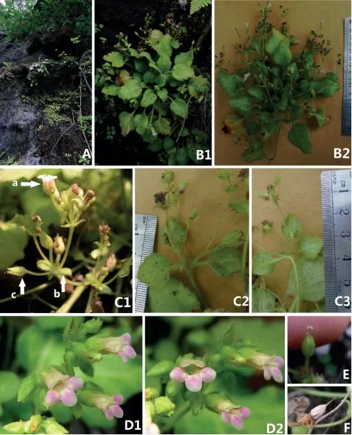 The newest published taxa and newest record of Gesneriaceae from China before 31 December 2018 (9)