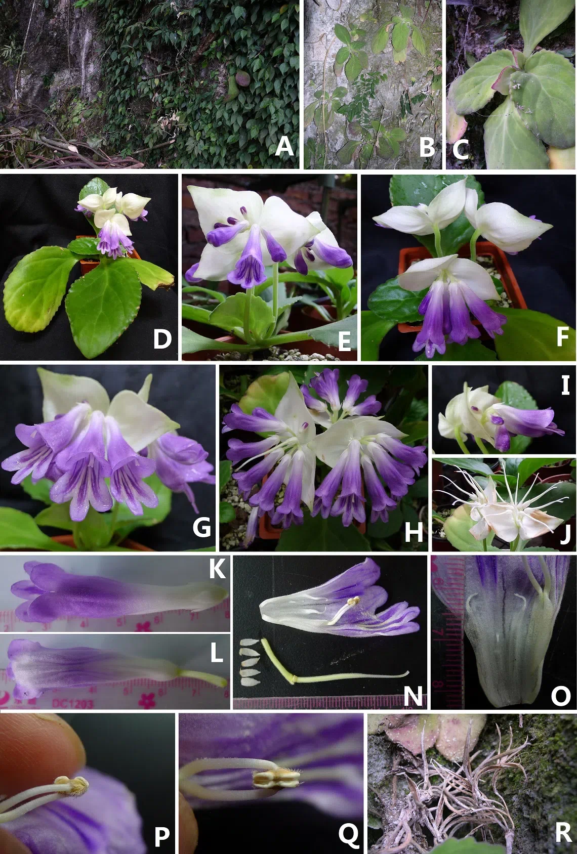 The newest published taxa and newest record of Gesneriaceae from China before 31 December 2018 (11)