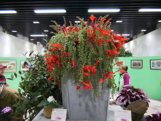 Dr./Prof. Wen Fang was invited to attend the 6th Gsneriad Flower Show (African Violet) in Shanghai Botanical Garden, dubbed “Mysterious Love, Everlasting Garden”, then made a presentation