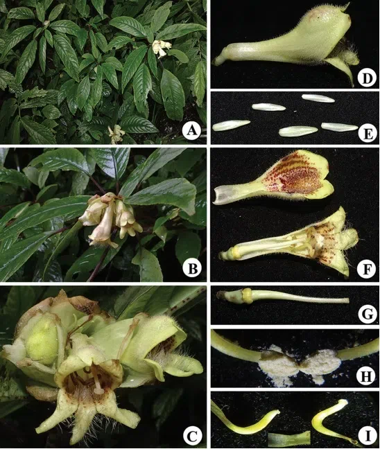 2018年度发表的苦苣苔科植物新种、新分类群和分布新记录（10）