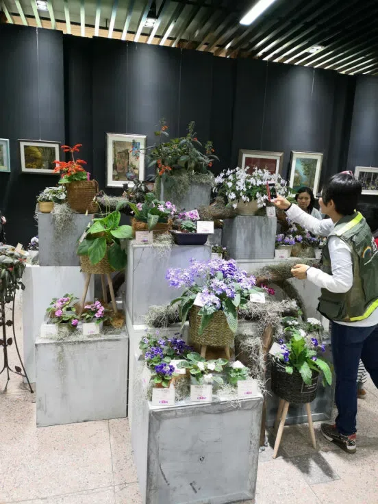 Dr./Prof. Wen Fang was invited to attend the 6th Gsneriad Flower Show (African Violet) in Shanghai Botanical Garden, dubbed “Mysterious Love, Everlasting Garden”, then made a presentation