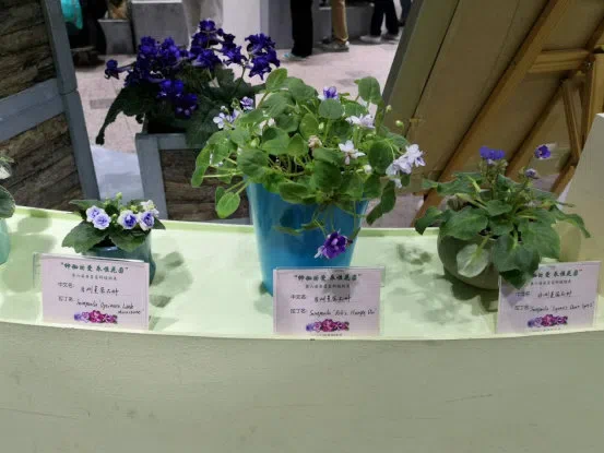 Dr./Prof. Wen Fang was invited to attend the 6th Gsneriad Flower Show (African Violet) in Shanghai Botanical Garden, dubbed “Mysterious Love, Everlasting Garden”, then made a presentation