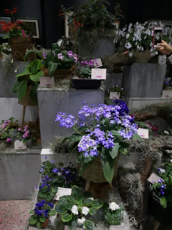 Dr./Prof. Wen Fang was invited to attend the 6th Gsneriad Flower Show (African Violet) in Shanghai Botanical Garden, dubbed “Mysterious Love, Everlasting Garden”, then made a presentation