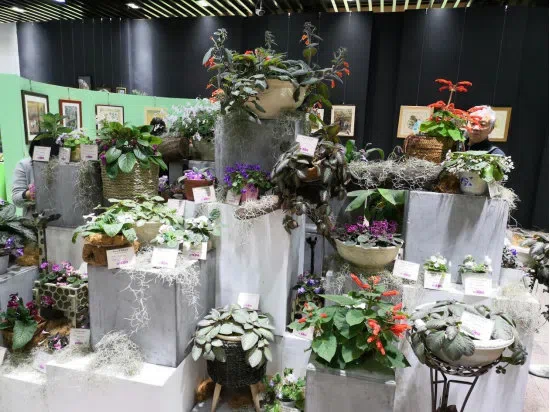 Dr./Prof. Wen Fang was invited to attend the 6th Gsneriad Flower Show (African Violet) in Shanghai Botanical Garden, dubbed “Mysterious Love, Everlasting Garden”, then made a presentation