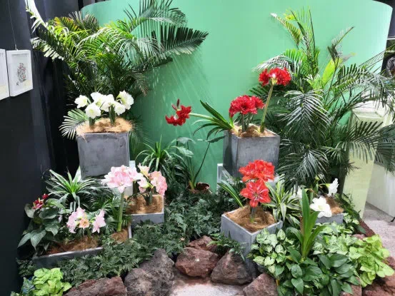 Dr./Prof. Wen Fang was invited to attend the 6th Gsneriad Flower Show (African Violet) in Shanghai Botanical Garden, dubbed “Mysterious Love, Everlasting Garden”, then made a presentation