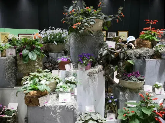 Dr./Prof. Wen Fang was invited to attend the 6th Gsneriad Flower Show (African Violet) in Shanghai Botanical Garden, dubbed “Mysterious Love, Everlasting Garden”, then made a presentation