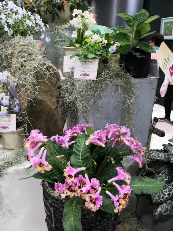 Dr./Prof. Wen Fang was invited to attend the 6th Gsneriad Flower Show (African Violet) in Shanghai Botanical Garden, dubbed “Mysterious Love, Everlasting Garden”, then made a presentation