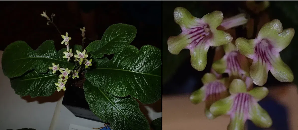 中国苦苣苔科植物保育中心成员赴美国参加世界苦苣苔协会第62届会年及学术交流活动（III）