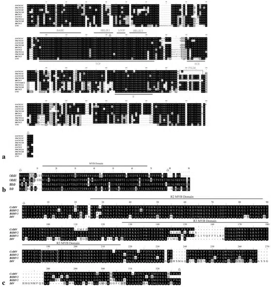 Expression shifts of floral symmetry genes correlate to flower actinomorphy in East Asia endemic Conandron ramondioides (Gesneriaceae)