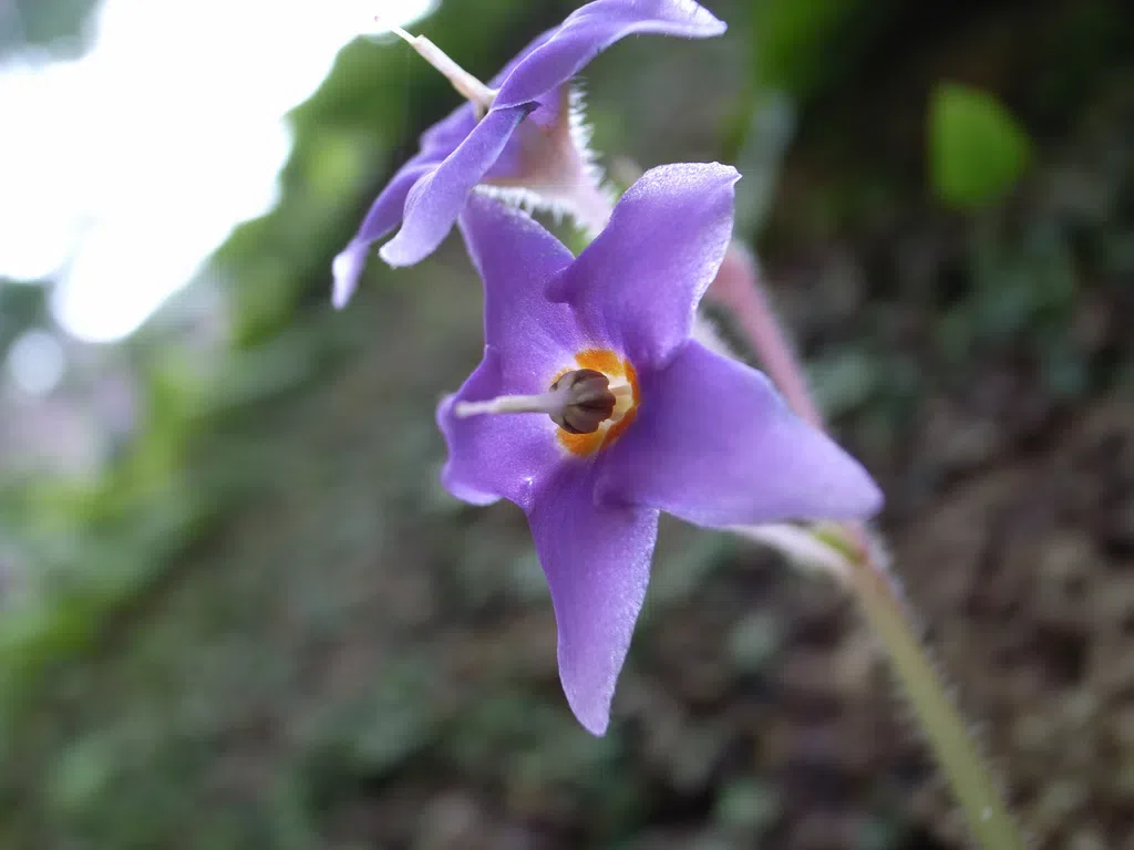 Expression shifts of floral symmetry genes correlate to flower actinomorphy in East Asia endemic Conandron ramondioides (Gesneriaceae)