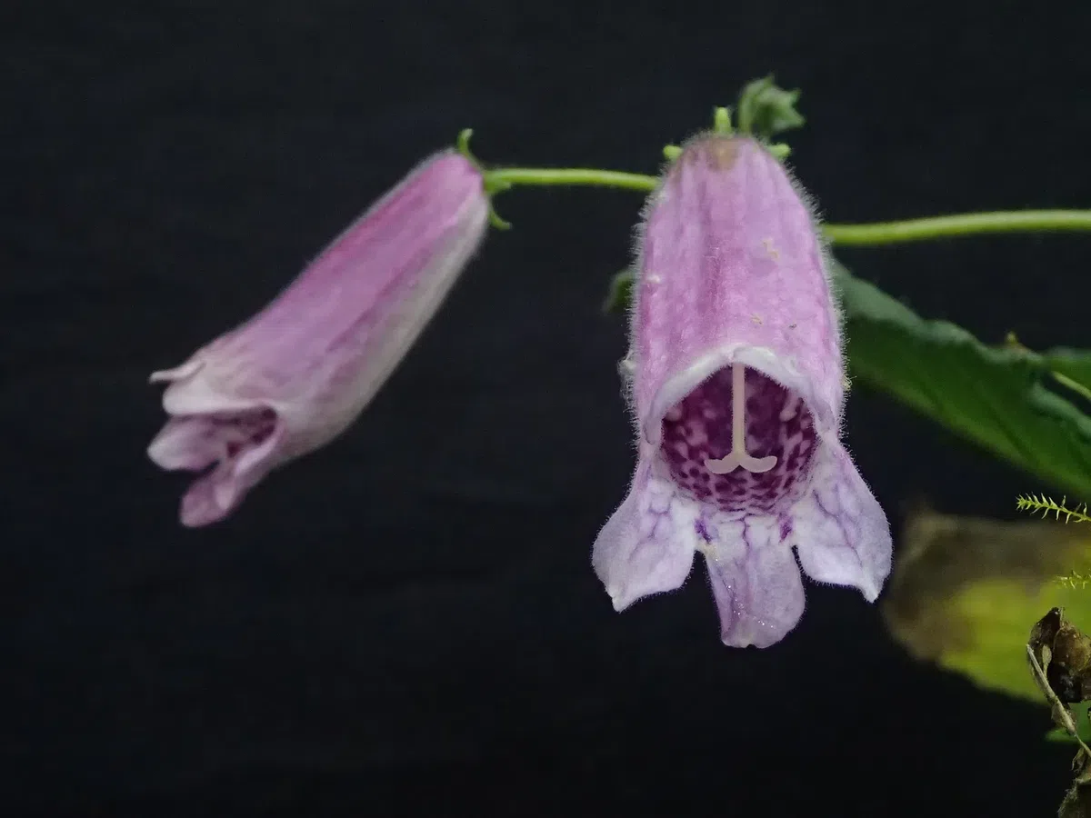 The newest published taxa and newest record of Gesneriaceae from China before 31 December 2018 (13)