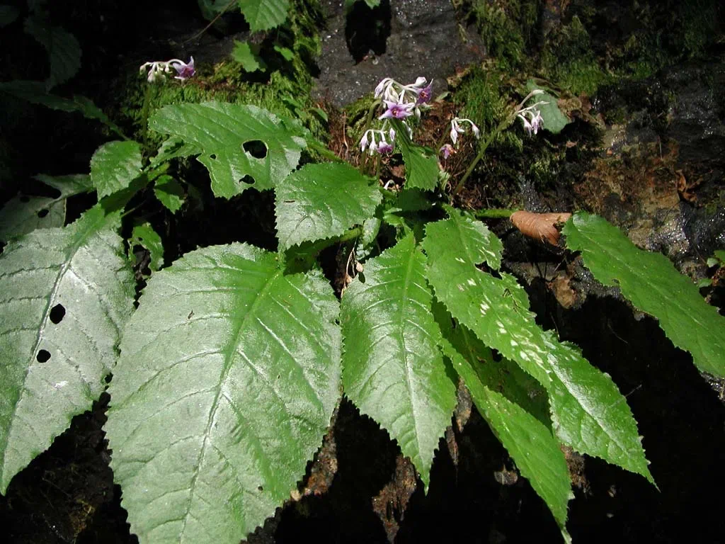 Expression shifts of floral symmetry genes correlate to flower actinomorphy in East Asia endemic Conandron ramondioides (Gesneriaceae)