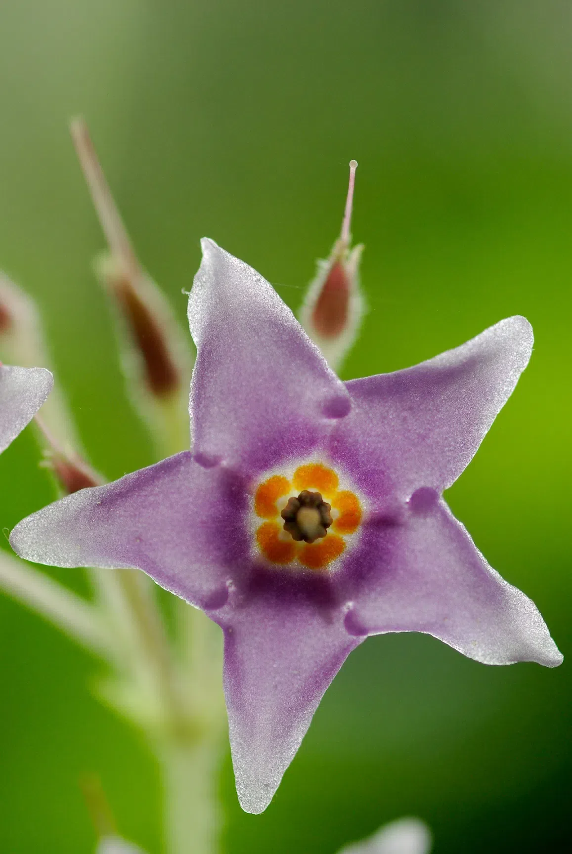 Expression shifts of floral symmetry genes correlate to flower actinomorphy in East Asia endemic Conandron ramondioides (Gesneriaceae)