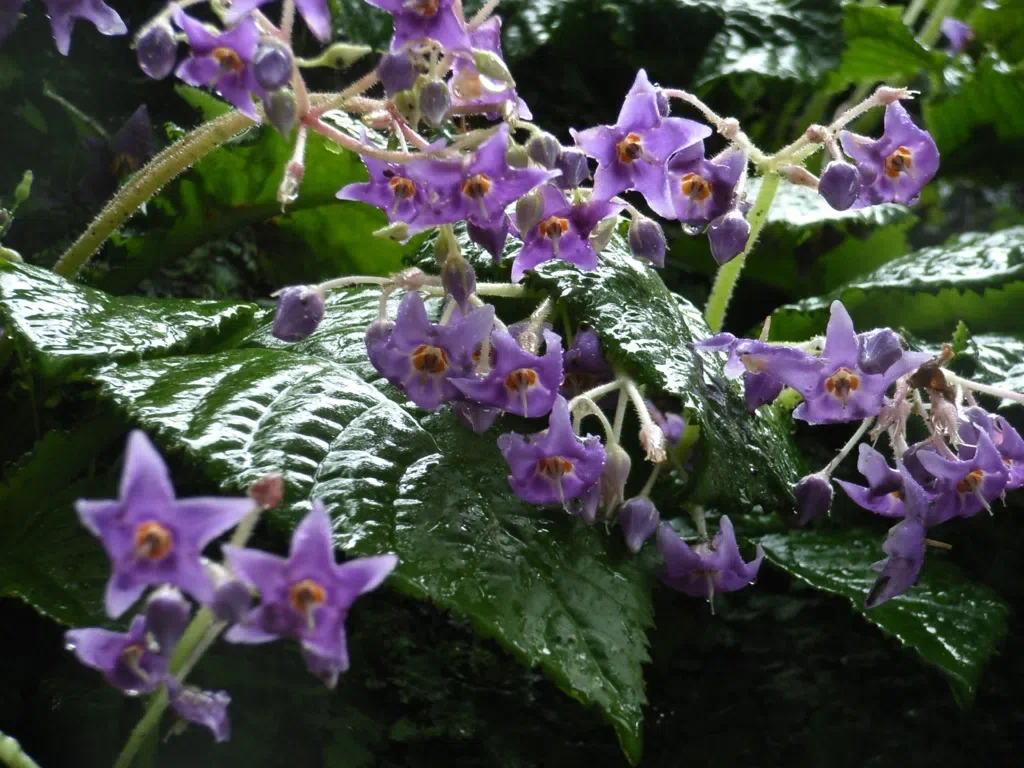 Expression shifts of floral symmetry genes correlate to flower actinomorphy in East Asia endemic Conandron ramondioides (Gesneriaceae)