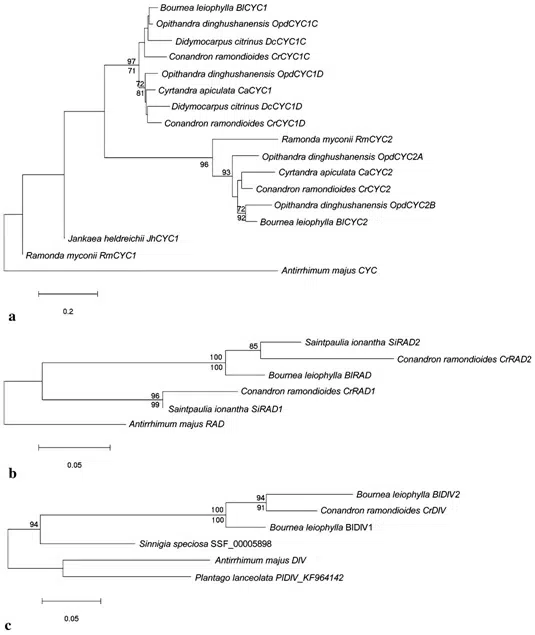 Expression shifts of floral symmetry genes correlate to flower actinomorphy in East Asia endemic Conandron ramondioides (Gesneriaceae)