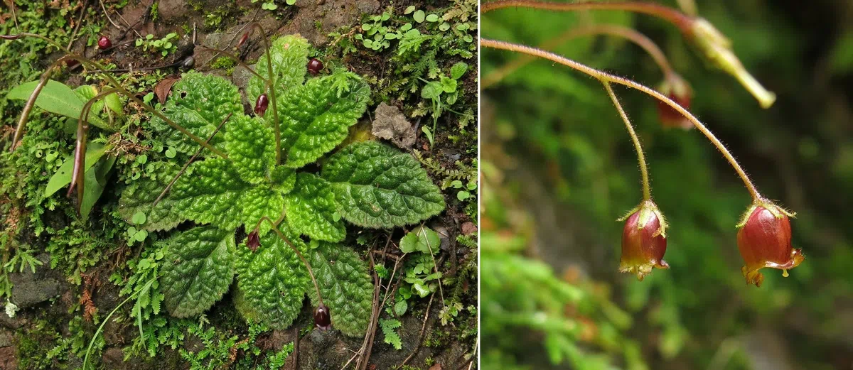 中国科学院华南植物园向GCCC分享马铃苣苔属植物种质资源