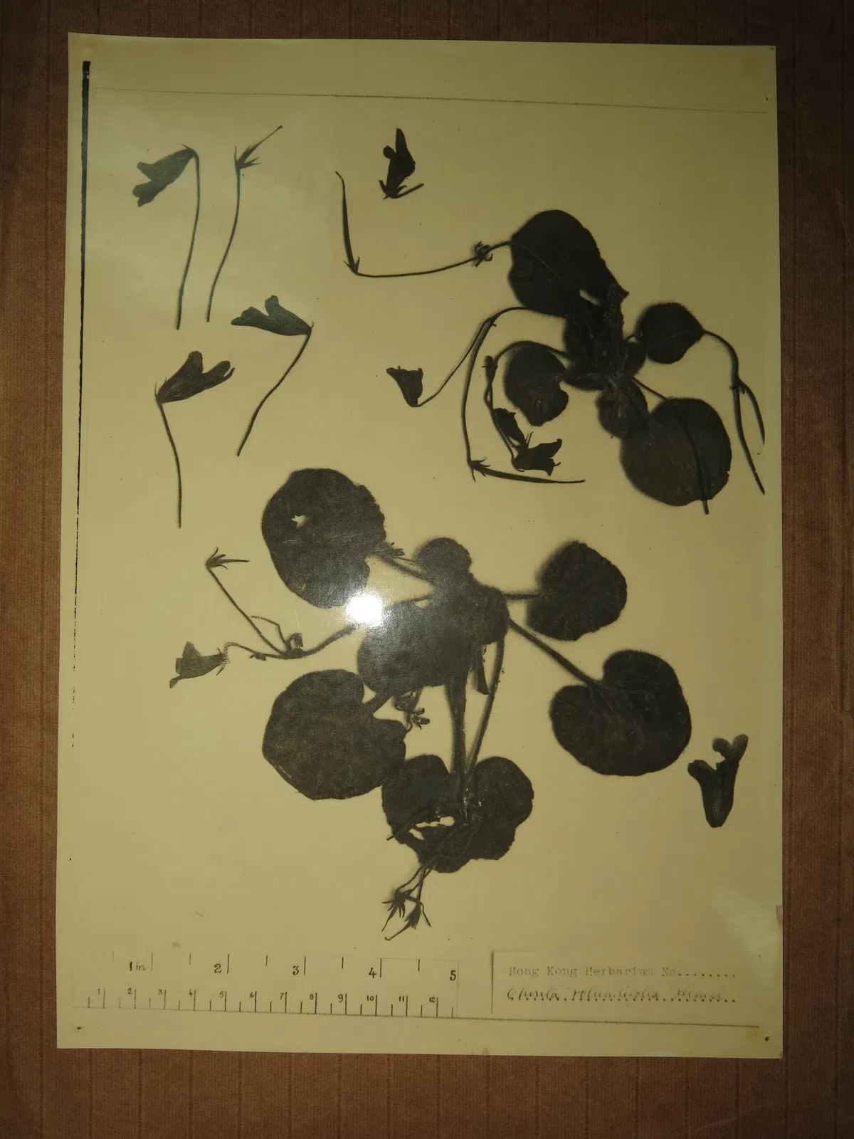 The Pride of Gesneriad Plants: Primulina rotundifolia (Hemsl.) Mich. Möller & A. Weber, is Probably the First Collection Record in the Plants Taxonomy History of China