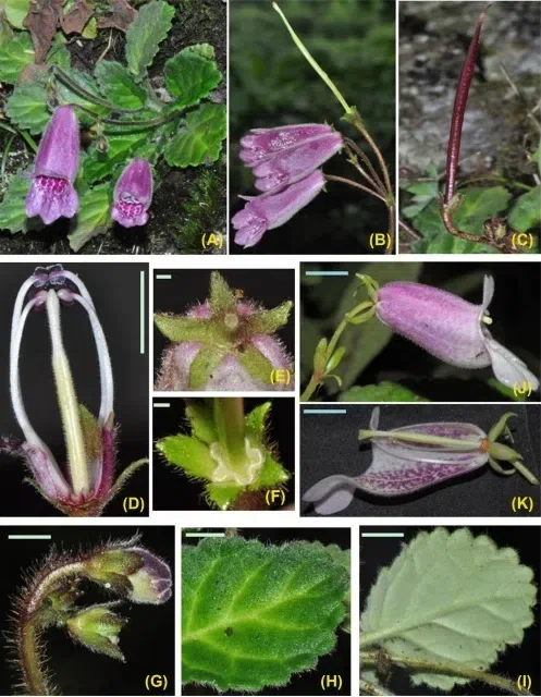 2018年度发表的苦苣苔科植物新种、新分类群和分布新记录（13）