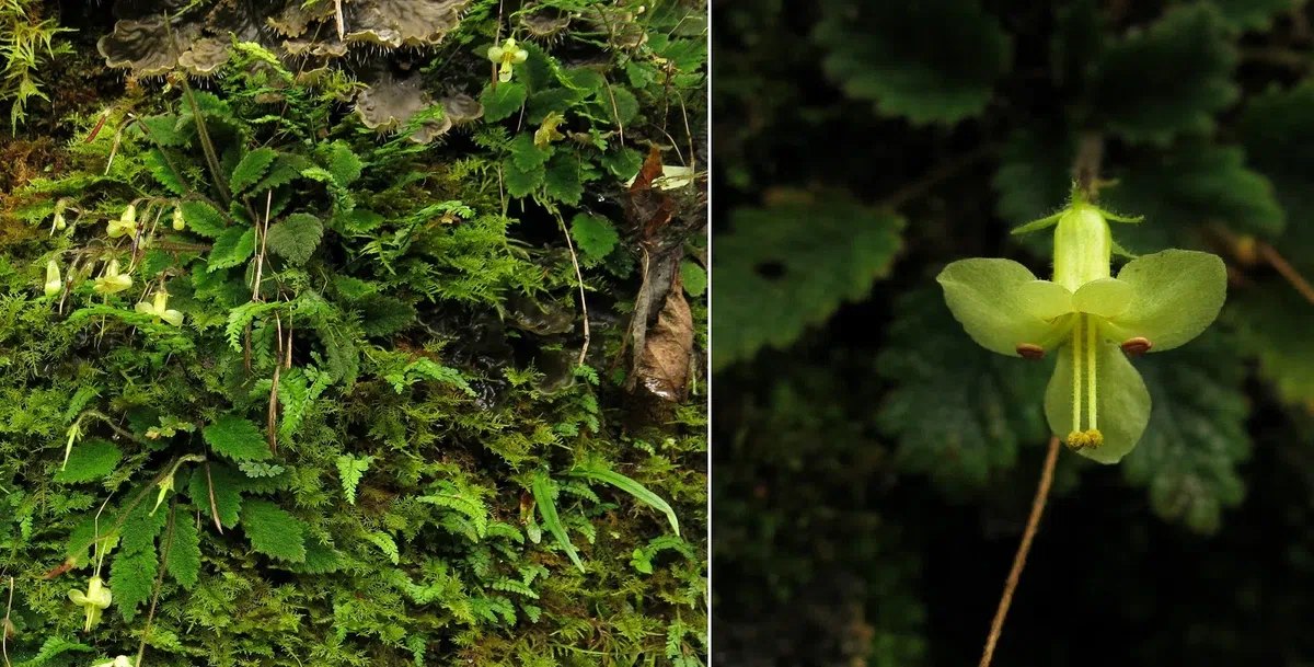 South China Botanical Garden, Chinese Academy of Sciences shared a batch of Oreocharis species with GCCC