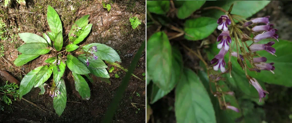 中国科学院华南植物园向GCCC分享马铃苣苔属植物种质资源