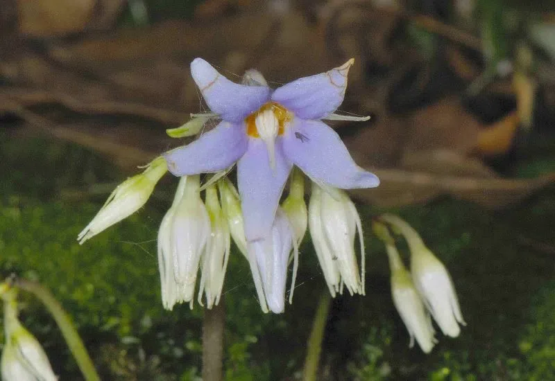 Expression shifts of floral symmetry genes correlate to flower actinomorphy in East Asia endemic Conandron ramondioides (Gesneriaceae)