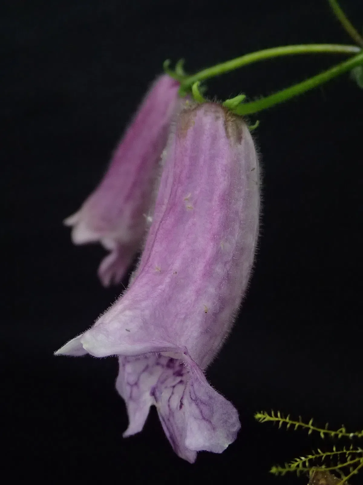 The newest published taxa and newest record of Gesneriaceae from China before 31 December 2018 (13)