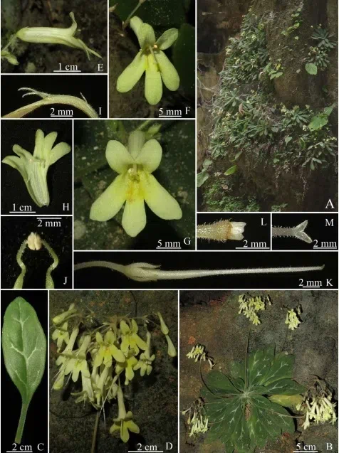 The newest published taxa and newest record of Gesneriaceae from China before 31 December 2018 (12)