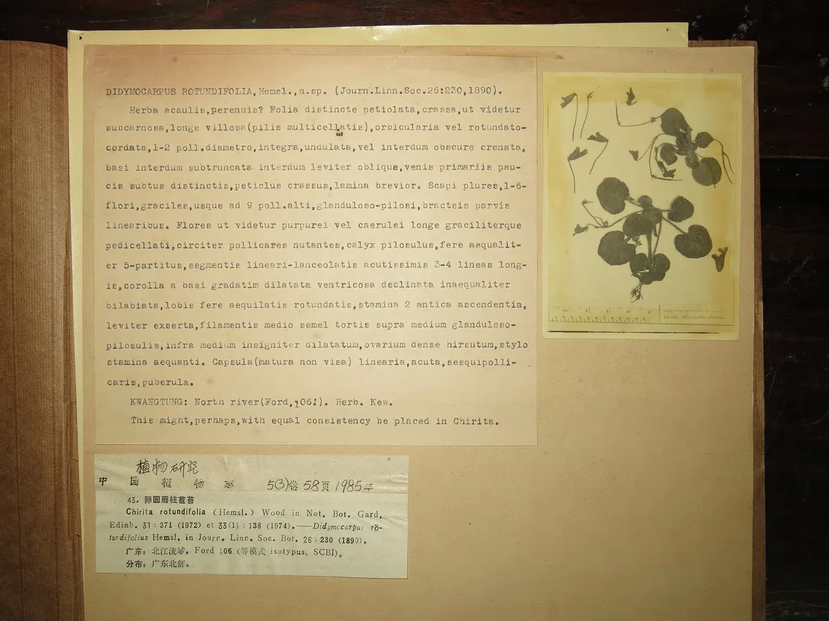 The Pride of Gesneriad Plants: Primulina rotundifolia (Hemsl.) Mich. Möller & A. Weber, is Probably the First Collection Record in the Plants Taxonomy History of China