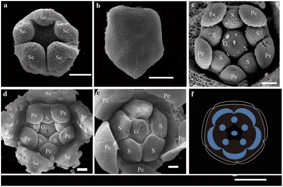 Expression shifts of floral symmetry genes correlate to flower actinomorphy in East Asia endemic Conandron ramondioides (Gesneriaceae)