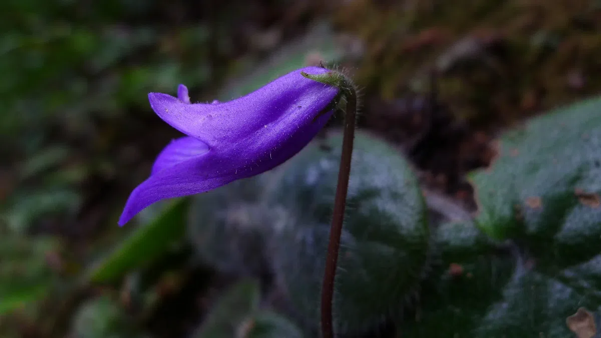 The Pride of Gesneriad Plants: Primulina rotundifolia (Hemsl.) Mich. Möller & A. Weber, is Probably the First Collection Record in the Plants Taxonomy History of China