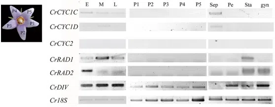 Expression shifts of floral symmetry genes correlate to flower actinomorphy in East Asia endemic Conandron ramondioides (Gesneriaceae)