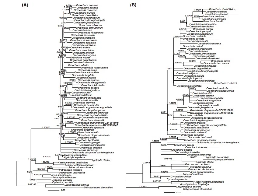 The newest published taxa and newest record of Gesneriaceae from China before 31 December 2018 (13)