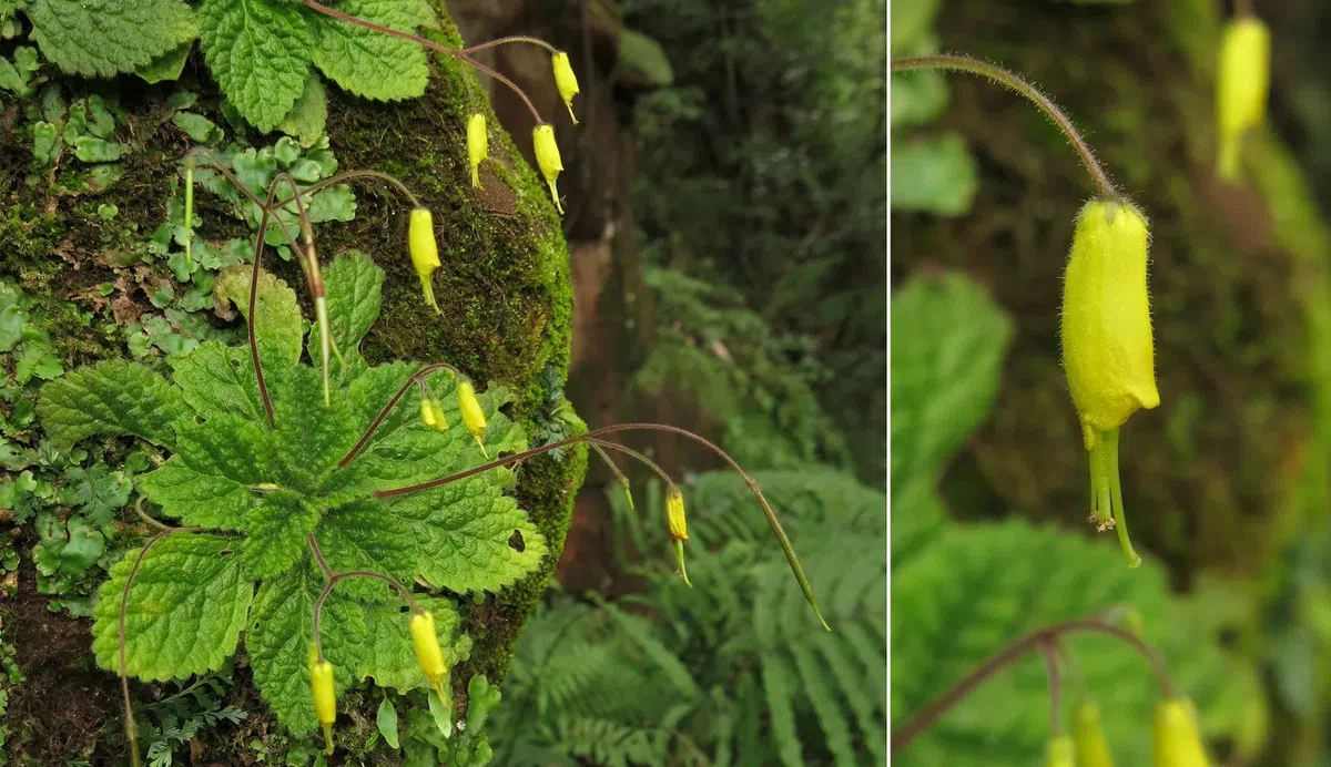 South China Botanical Garden, Chinese Academy of Sciences shared a batch of Oreocharis species with GCCC