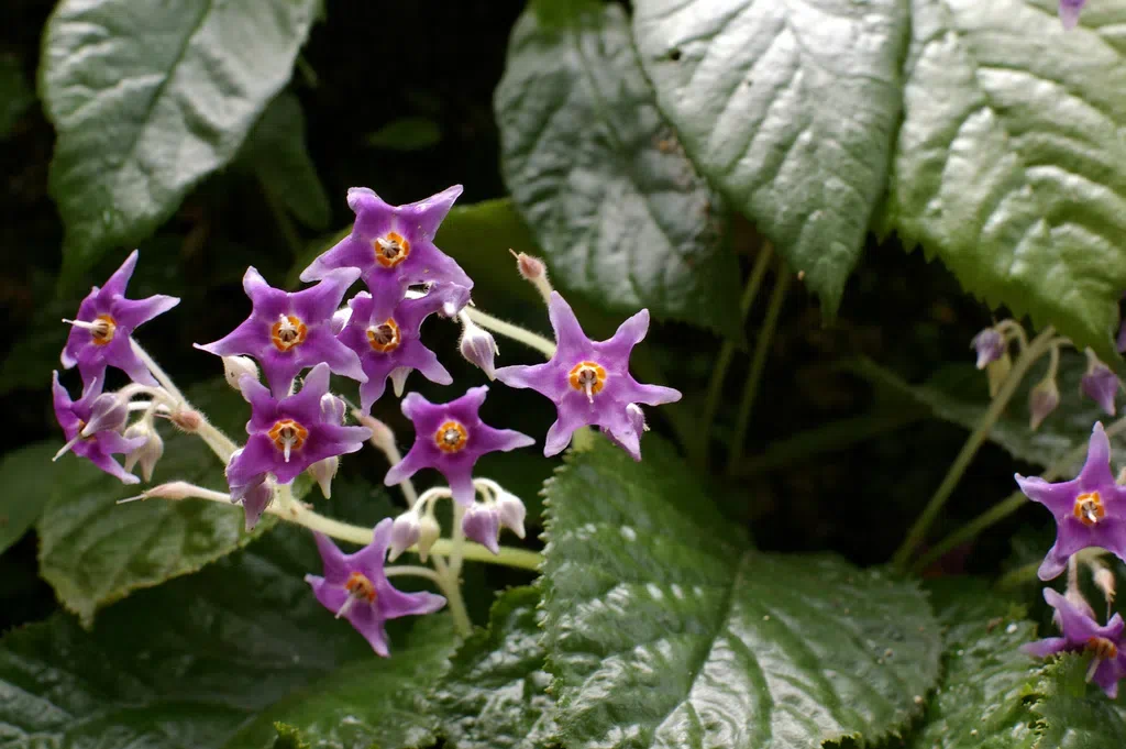 Expression shifts of floral symmetry genes correlate to flower actinomorphy in East Asia endemic Conandron ramondioides (Gesneriaceae)